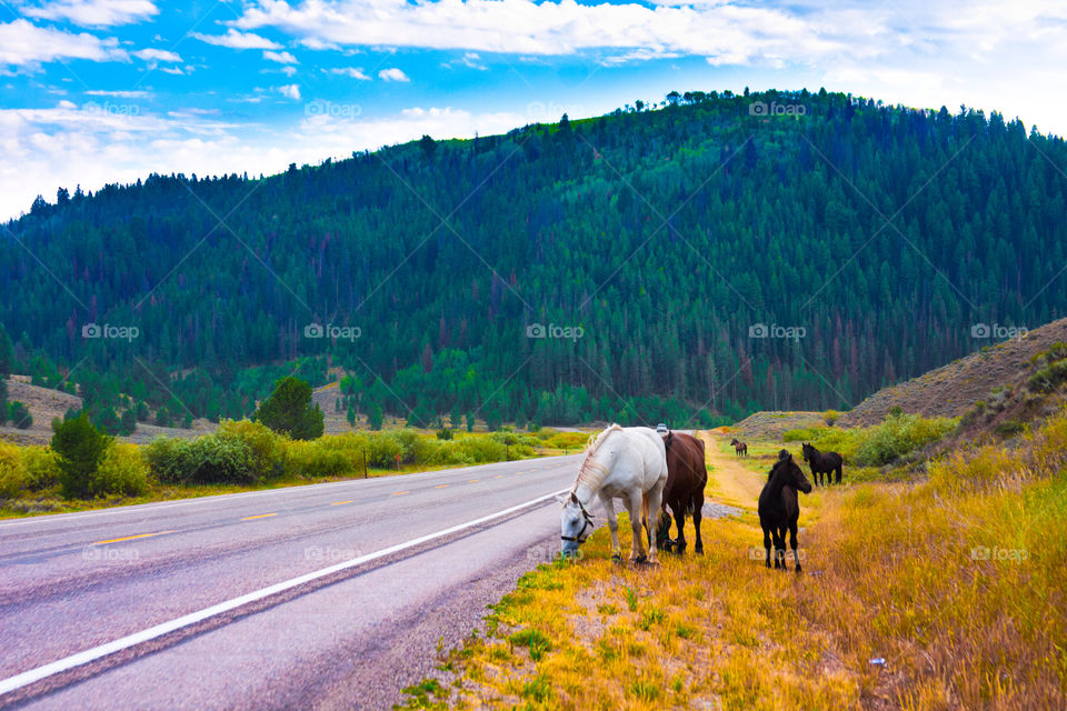 Horses walk in Yellowstone