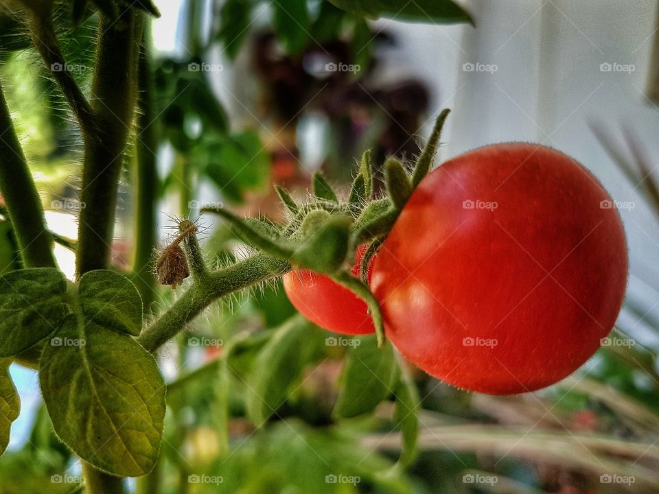 Tomatoes