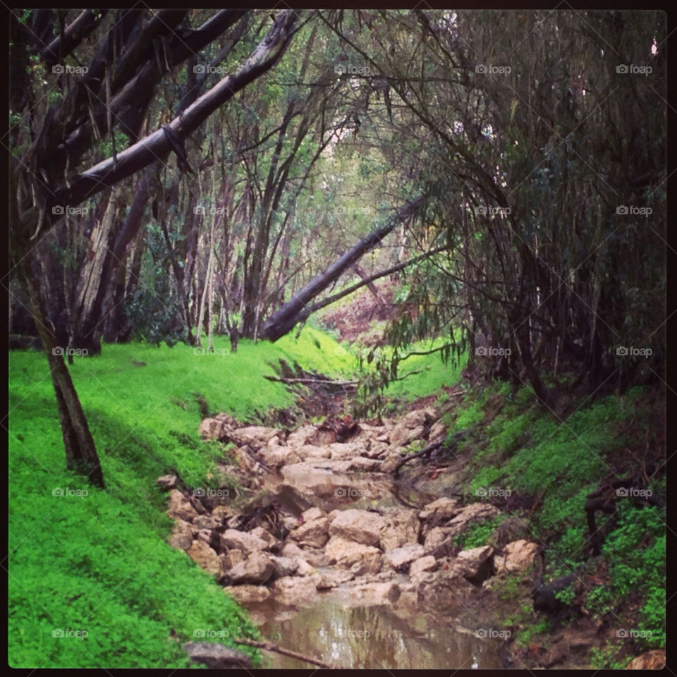 Creek and trees in Santa Barbara California