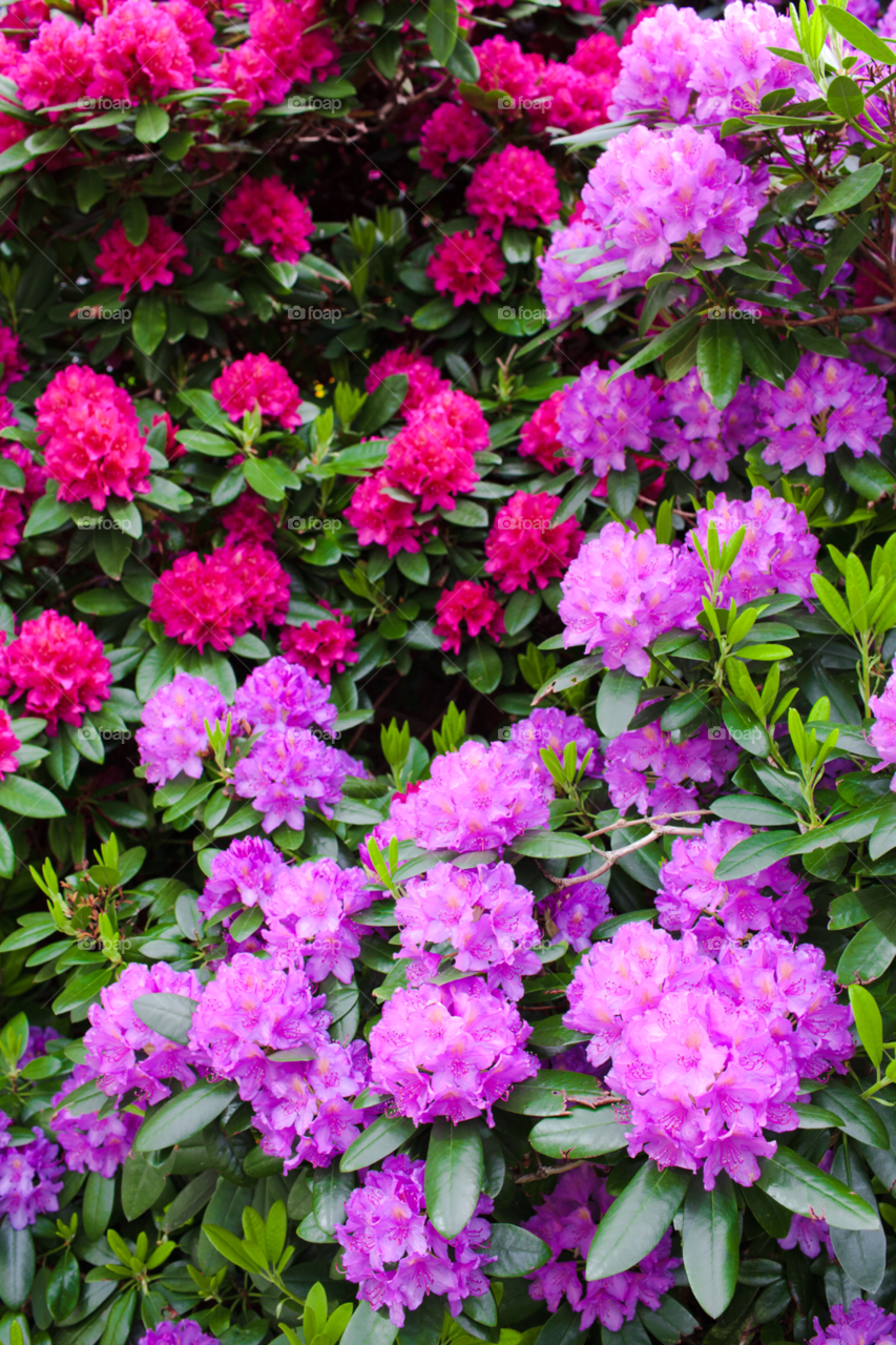flower rhododendron nice beautiful by comonline