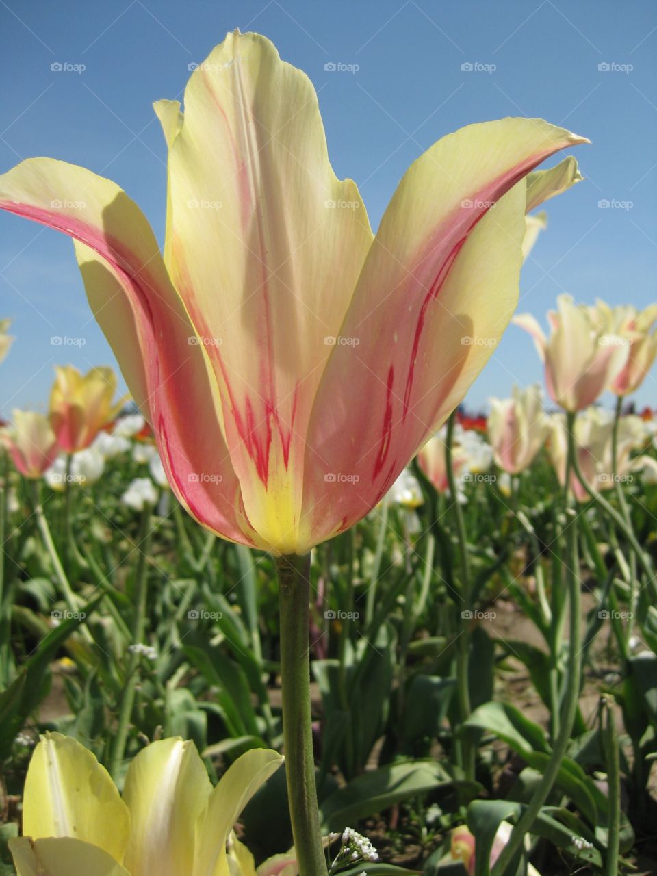 Tulip in your face. Tulip farm 