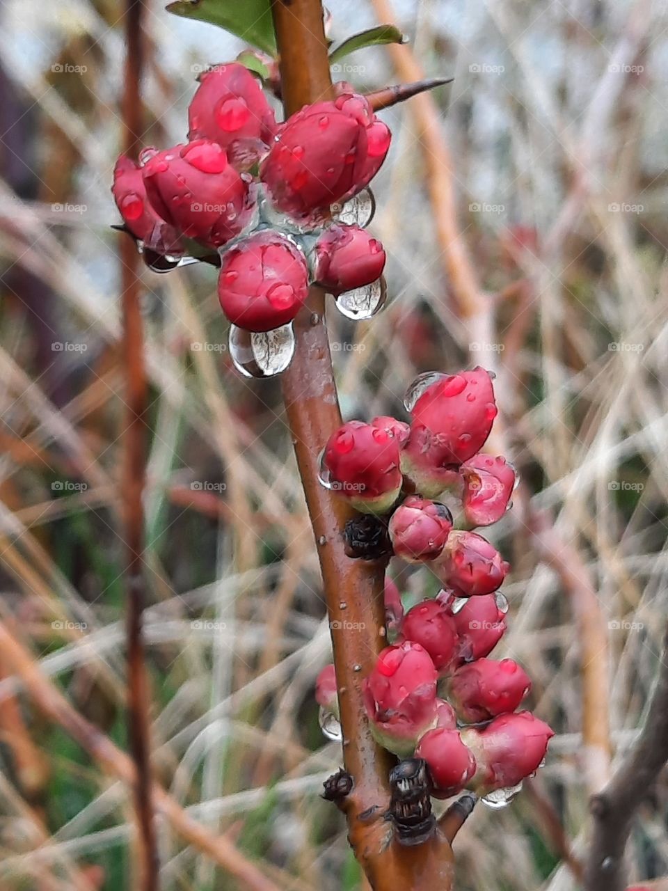 close-up of budding red flowers of quince after rain