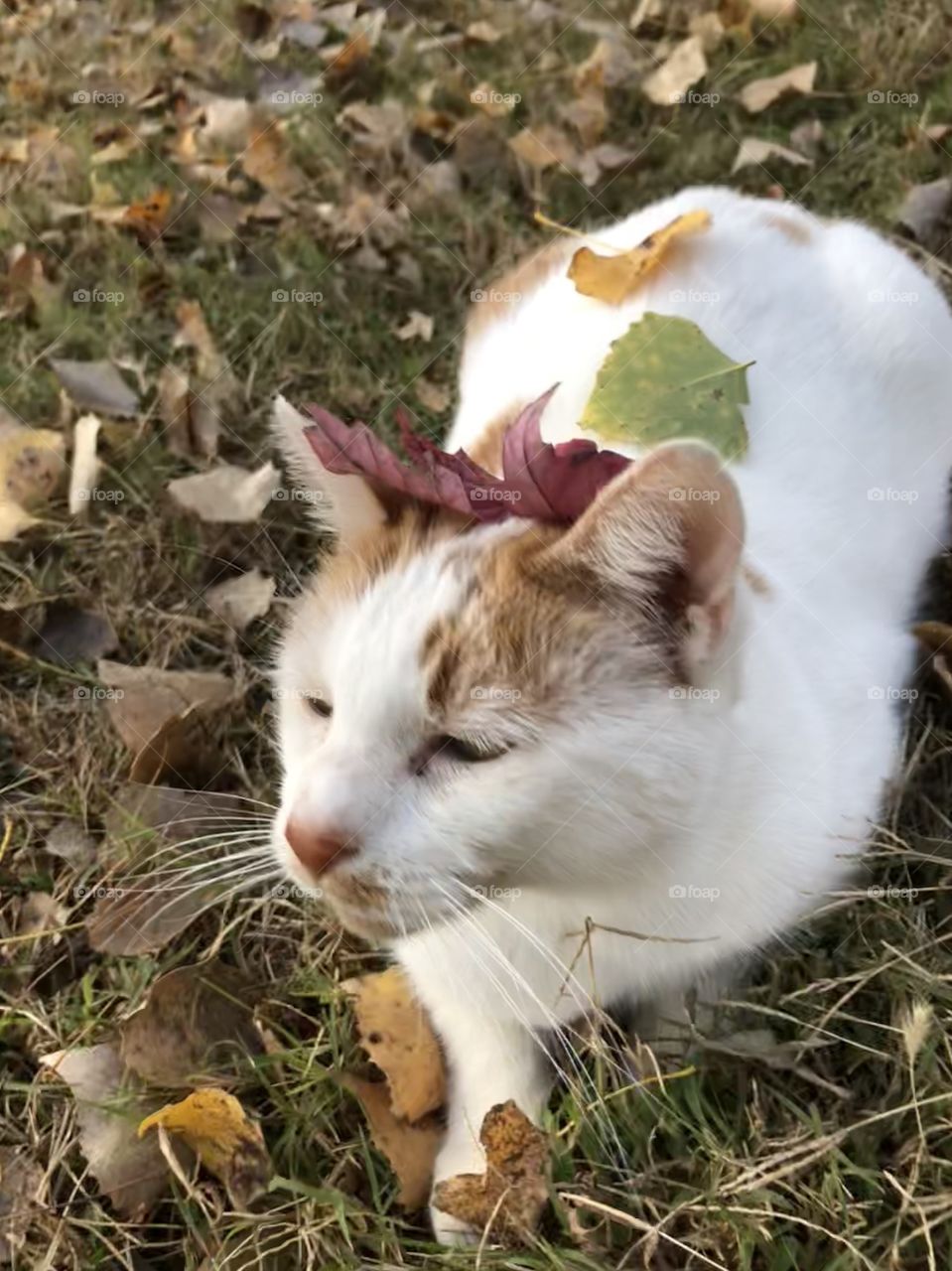 Patient kitty