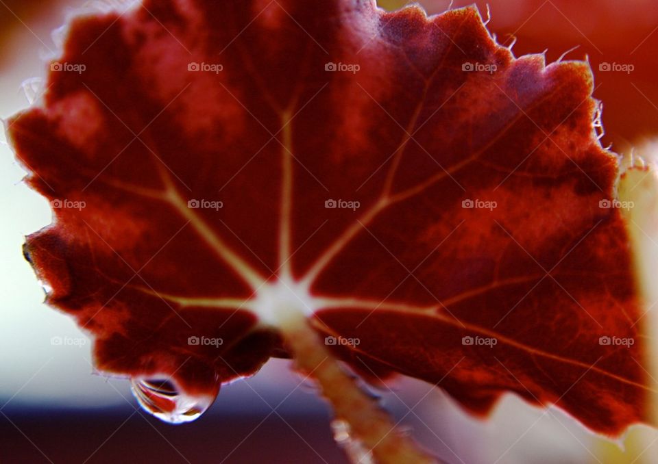 Water on a begonia leaf