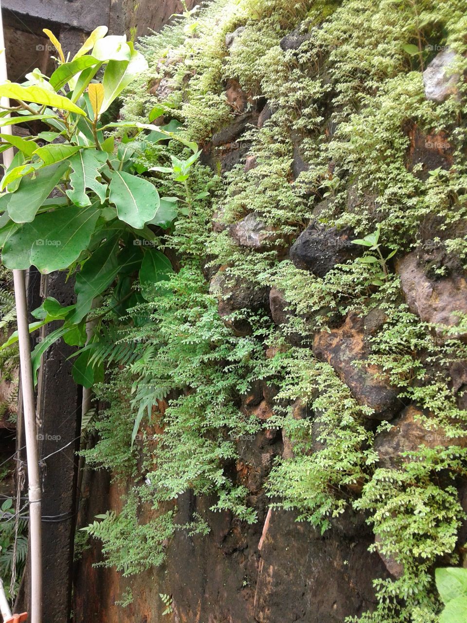 plantas na parede