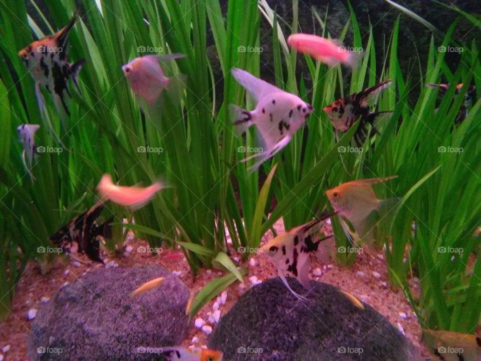 colourful fish tank