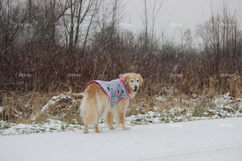 walking in the rain and snow mix on a wintry day in Autumn with my golden retriever Kaci