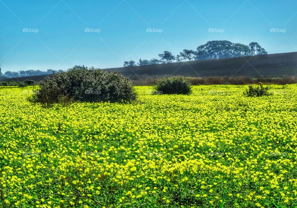 California Coastal Field Of Wildflowers. Springtime Field Blooming With Yellow Wildflowers
