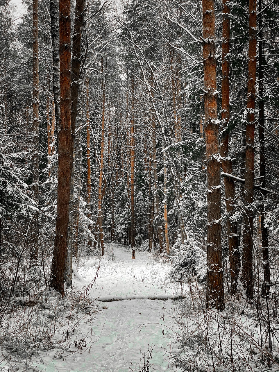 Winter landscape with forest in cloudy December day 