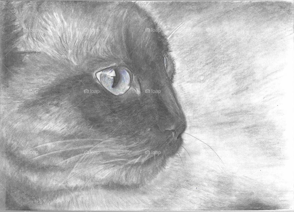 Cat (pencil drawing)