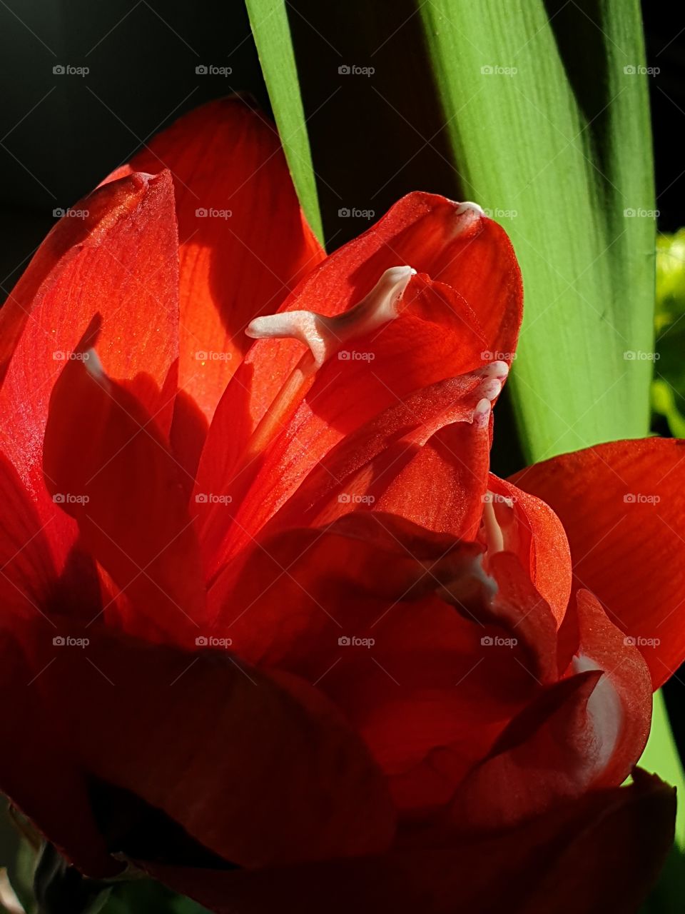 beautiful red flower in the garden