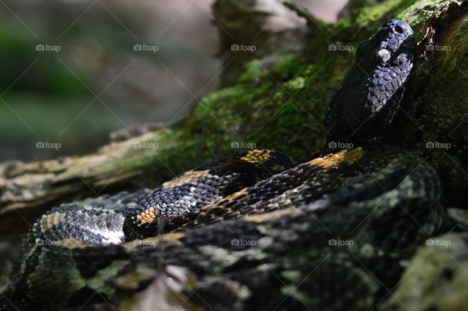 The master of disguise