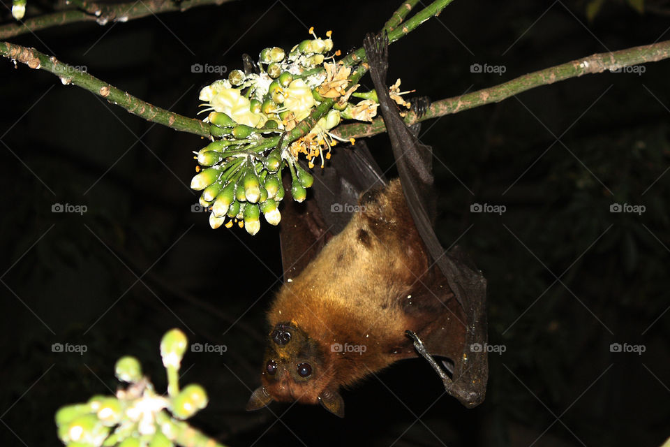 A bat at night