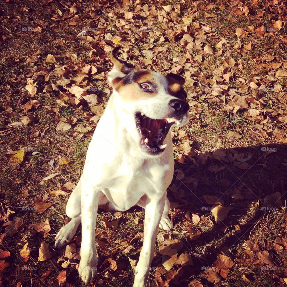 Cheerful smiling dog :) 