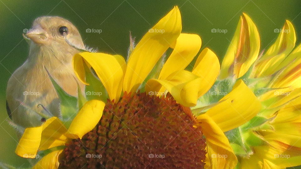 Sunflowers 