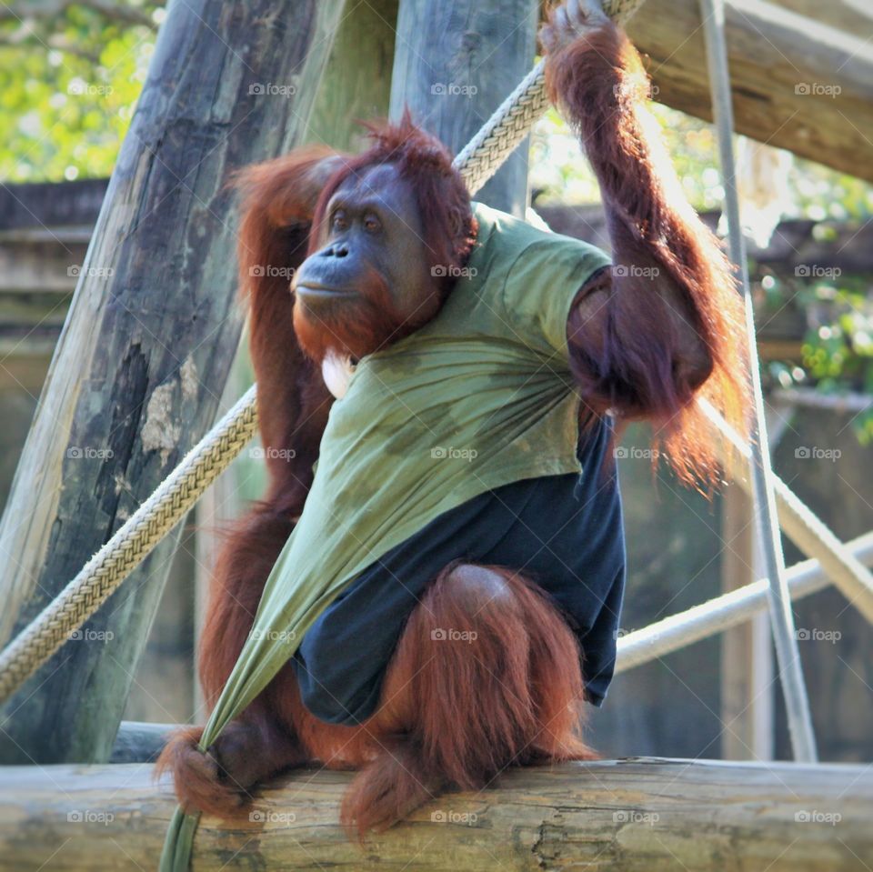 Orangutan hanging around . Orangutan hanging around in his t shirt 