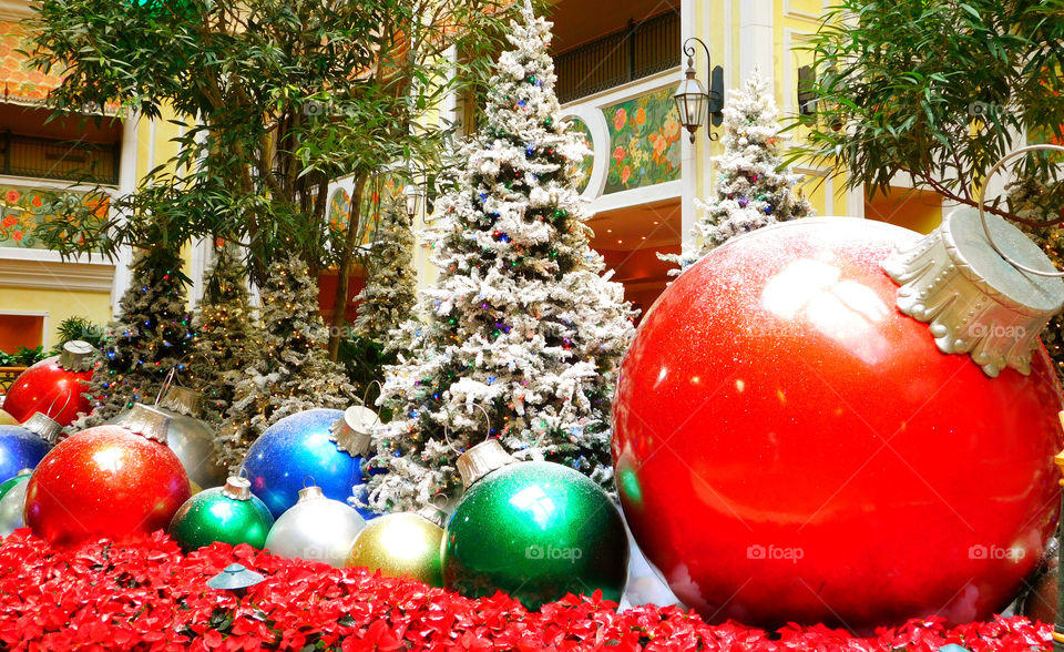 Christmas Scenery!
A display of colorful Christmas ball surrounded by trees and poinsettias!