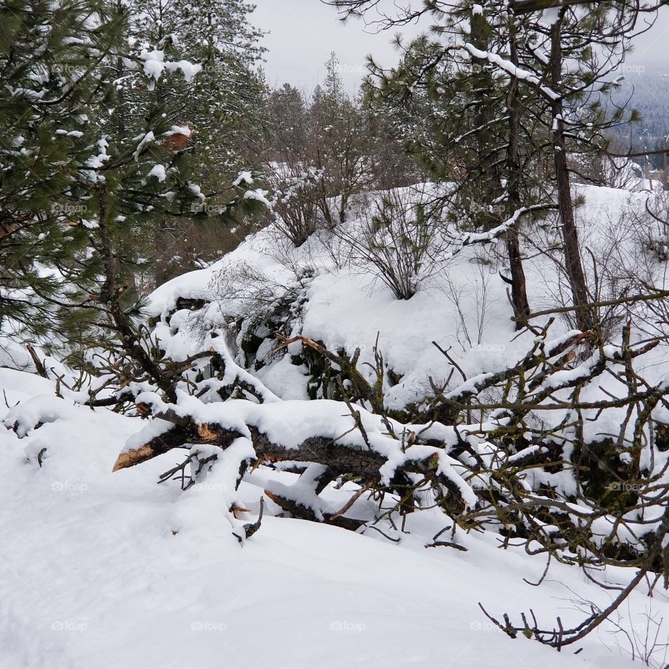 sow covered fallen tree on a winter hike