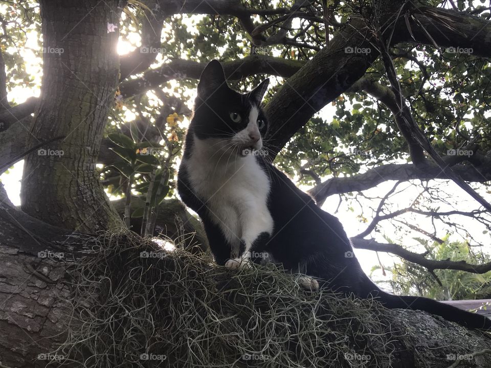 An adventurous cat prowls the mossy tree branches. He follows us on our tour through the garden.