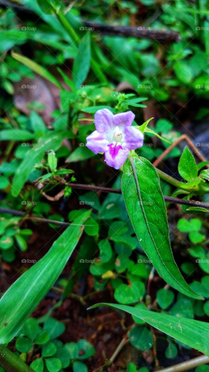 Small beautiful flowers grow wild on the edge of the garden.