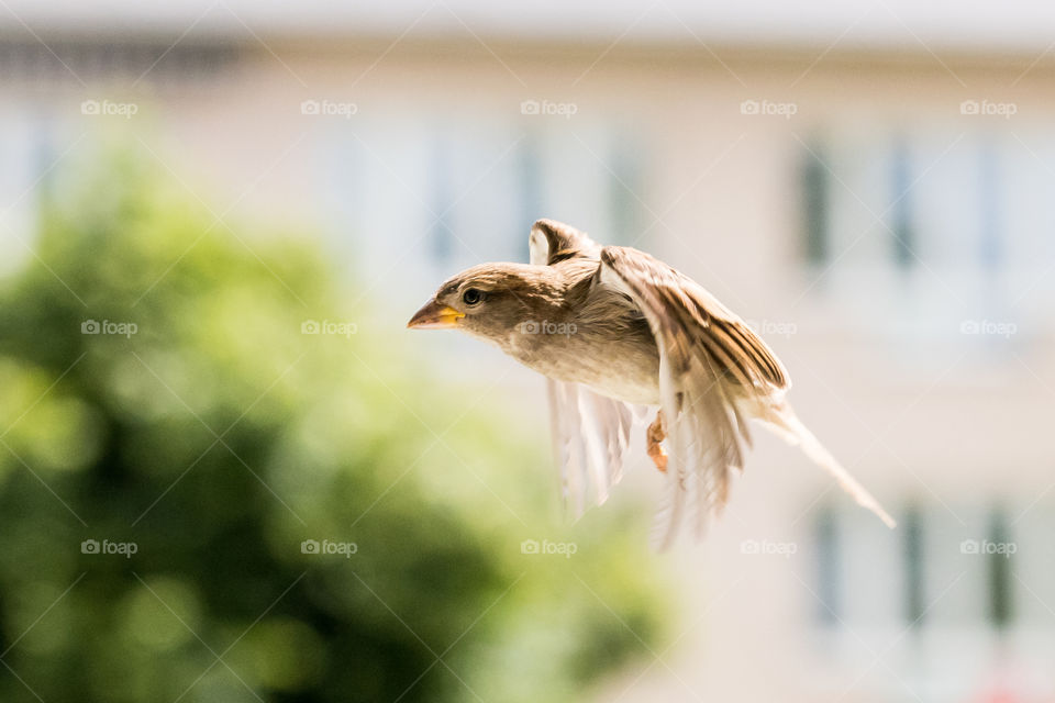 sparrow chick jumping off a branch about to take flight