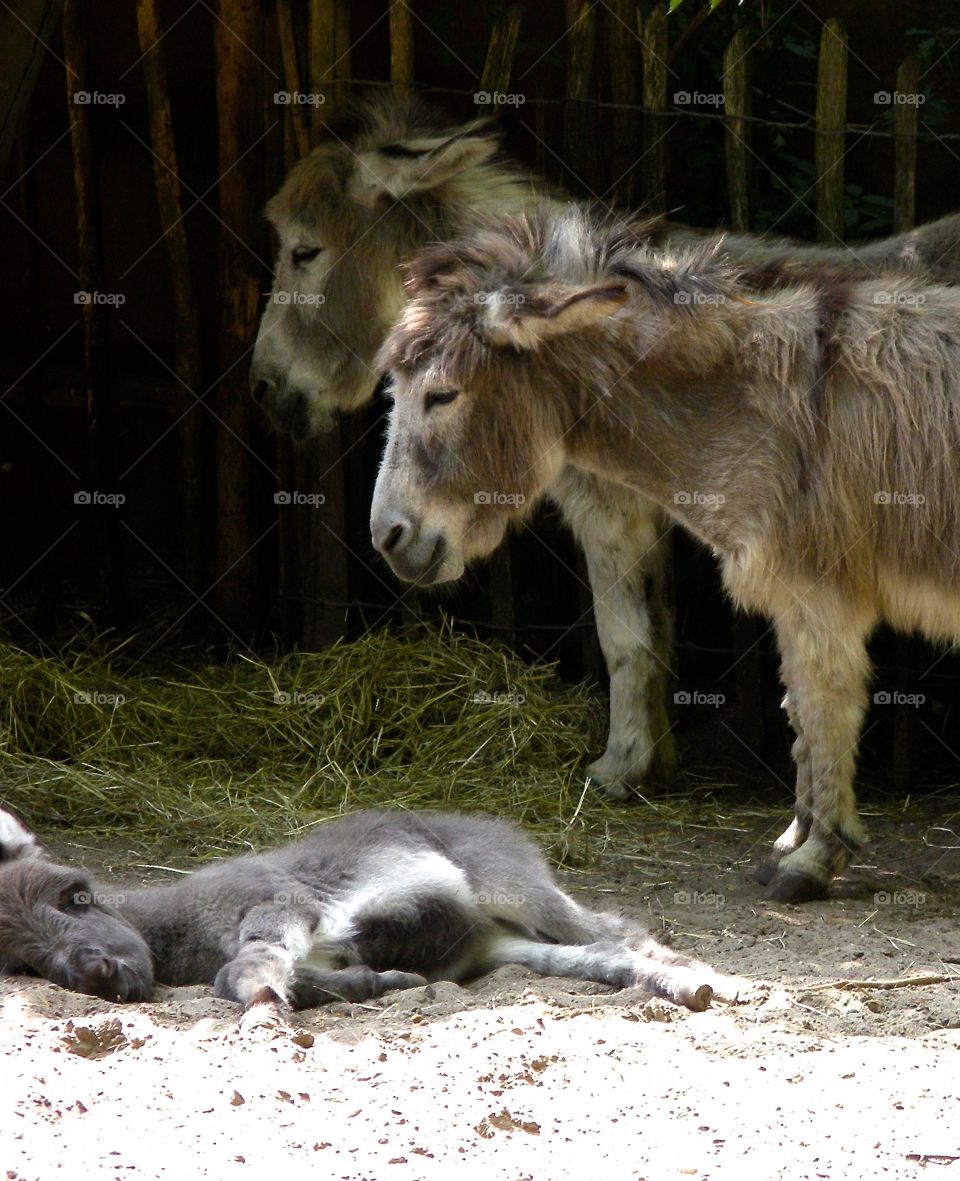 Donkey family
