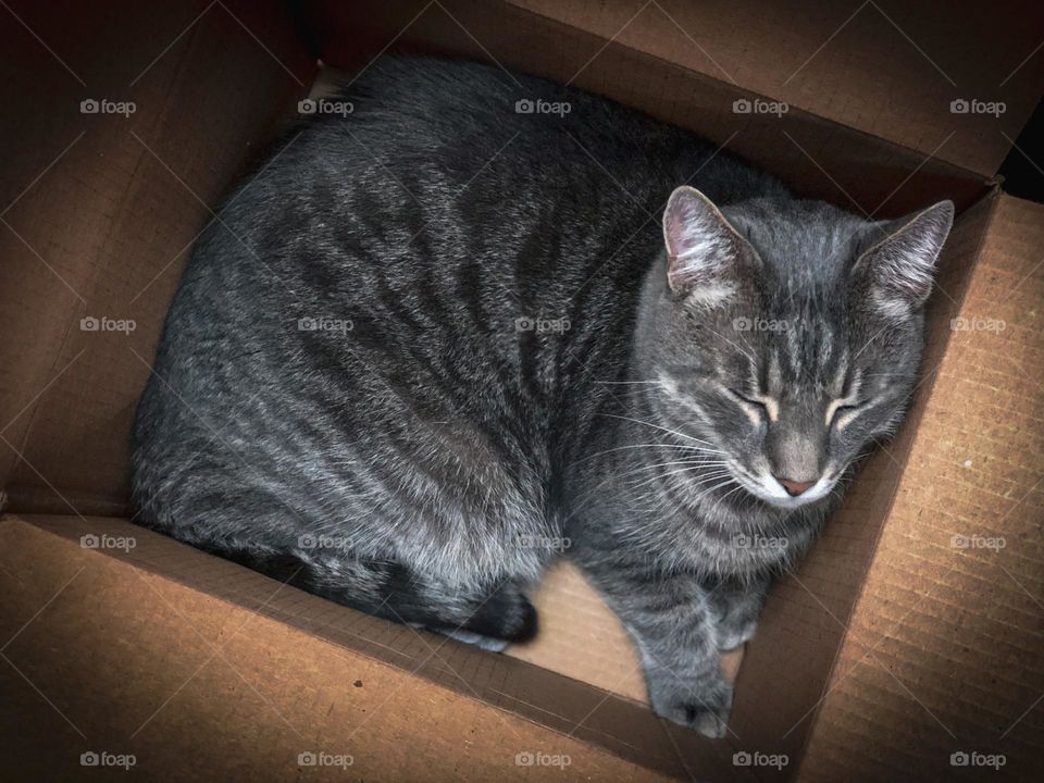 Cat in the box 