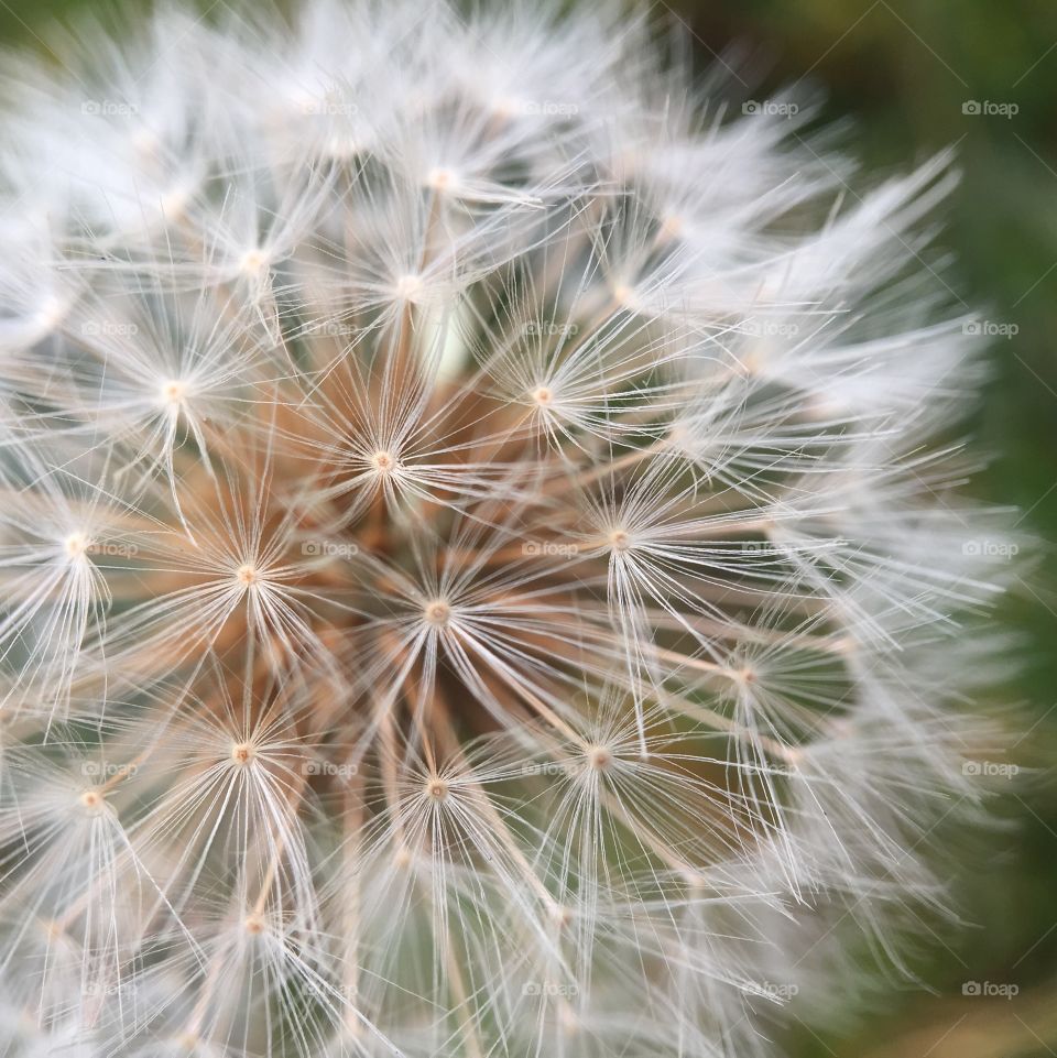 Dandelion