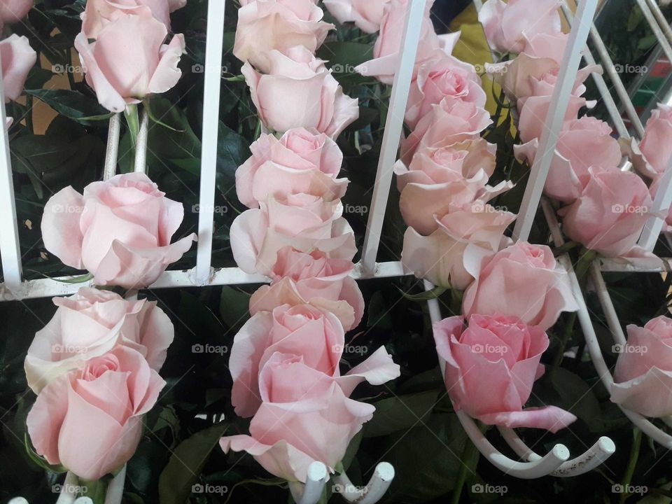 Light pink Roses