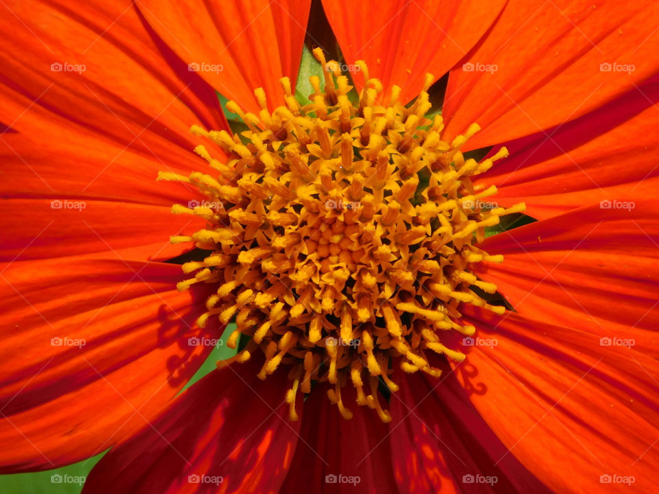 Mexican Flame Sunflowers! These flowers attract butterflies,bird, and bees! 