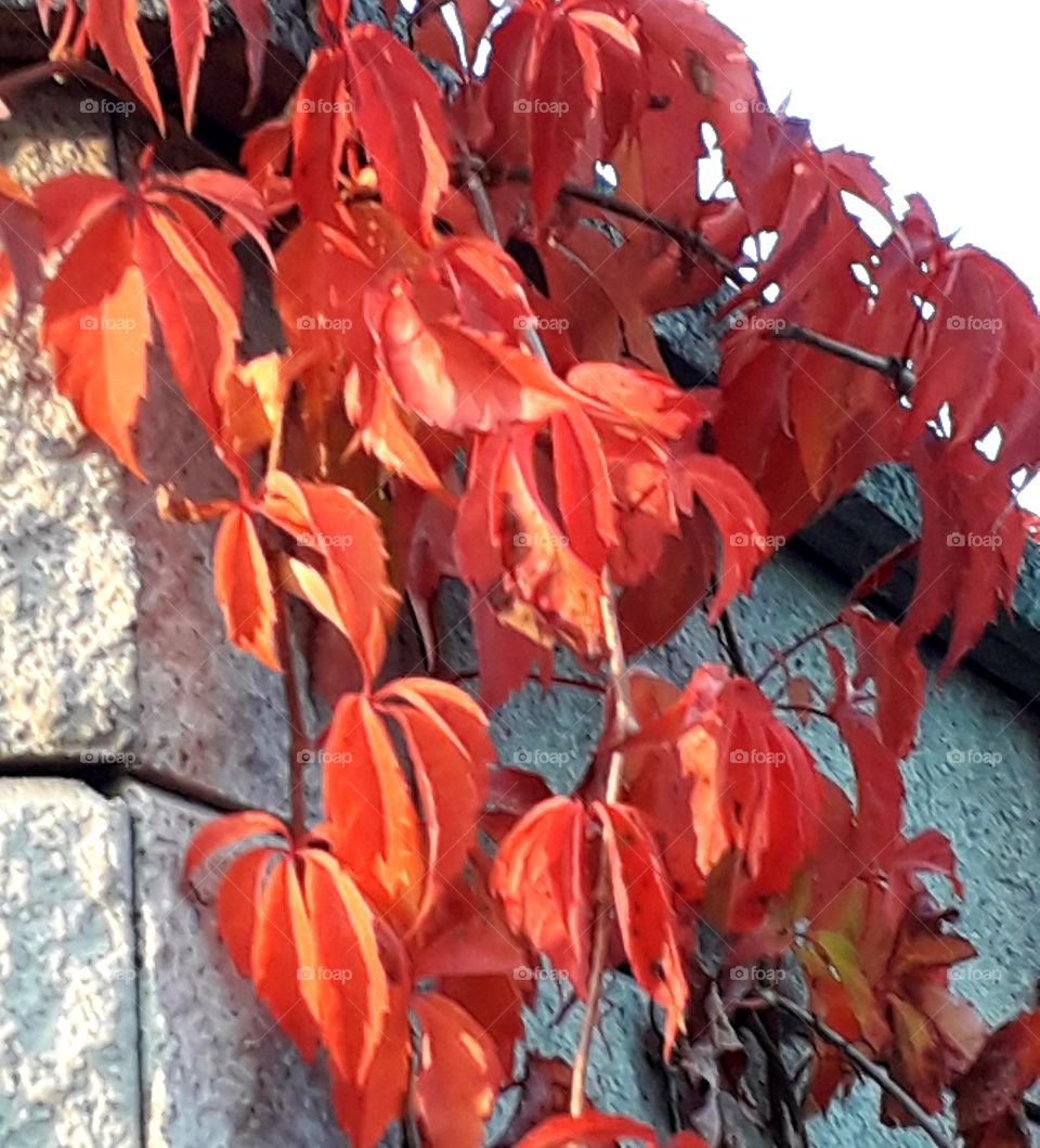 walk at golden hour - autumn coloured leaves of  virginia creeper