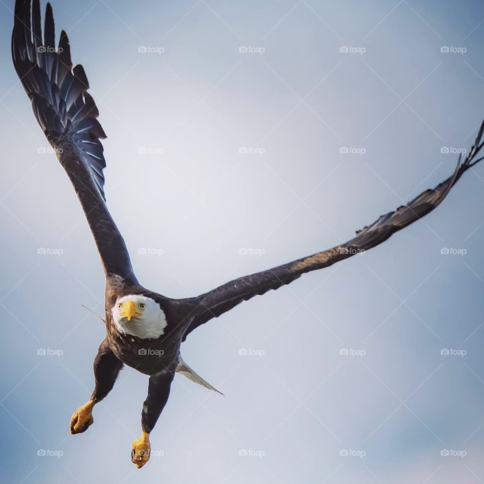 Spread your wings in this life and fly