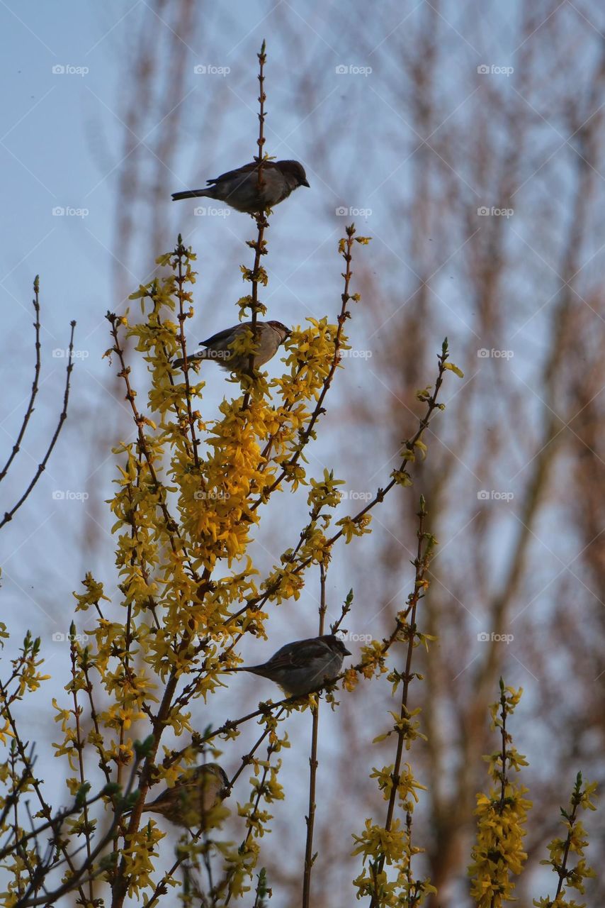 Sparrows perching in Forsythia branches