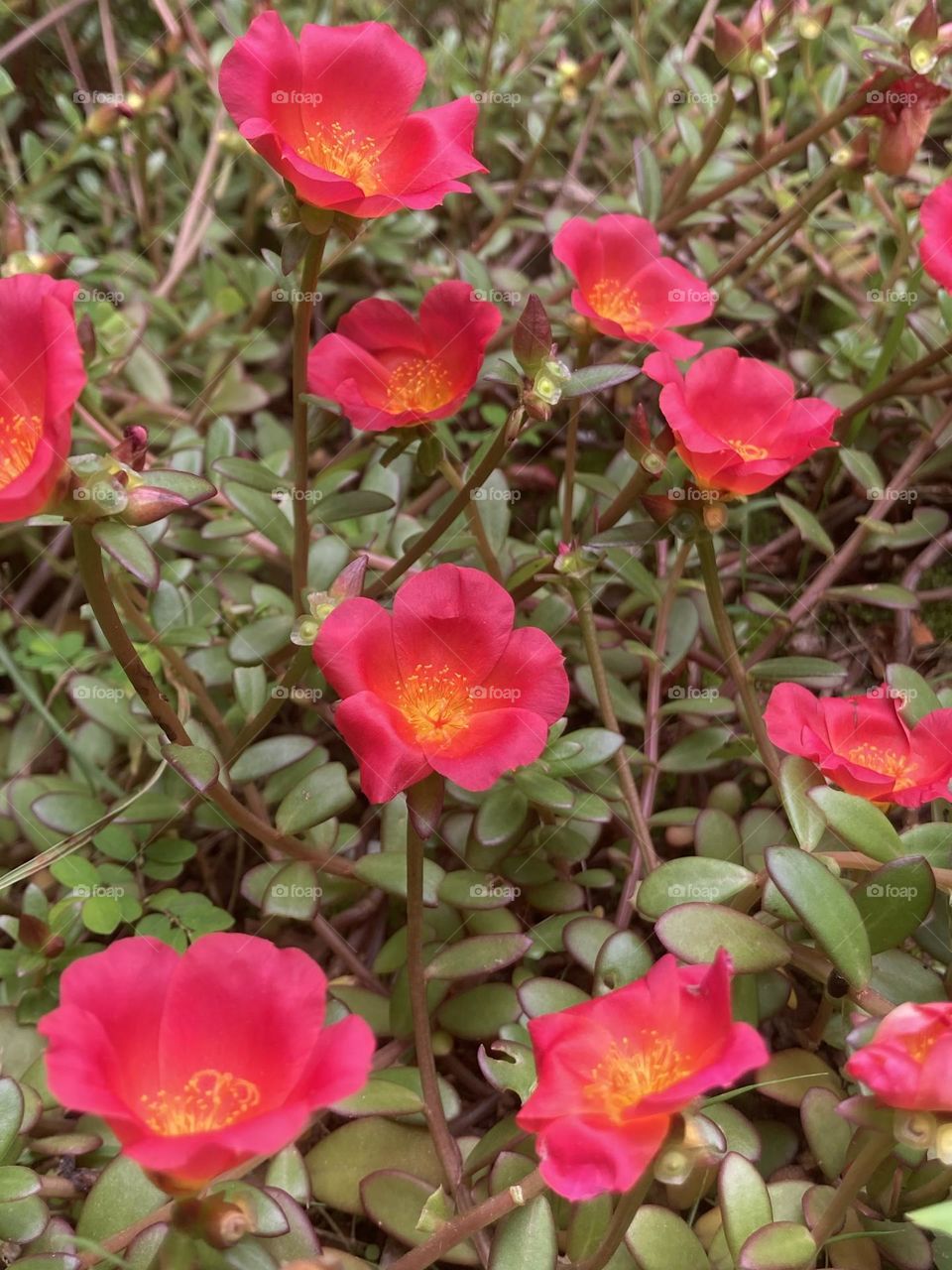 Paisagem com flores avermelhadas de onze horas com miúdas e delicadas folhas em dia ensolarado.