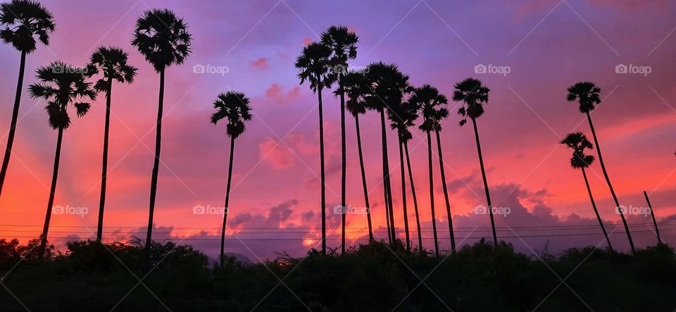 Evening under the palm tree..The road travelling towards south india..Cool evening