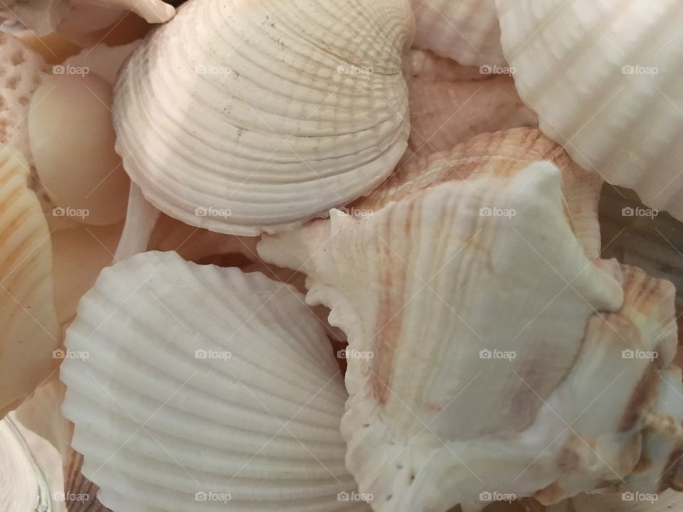 Seashell close-up.