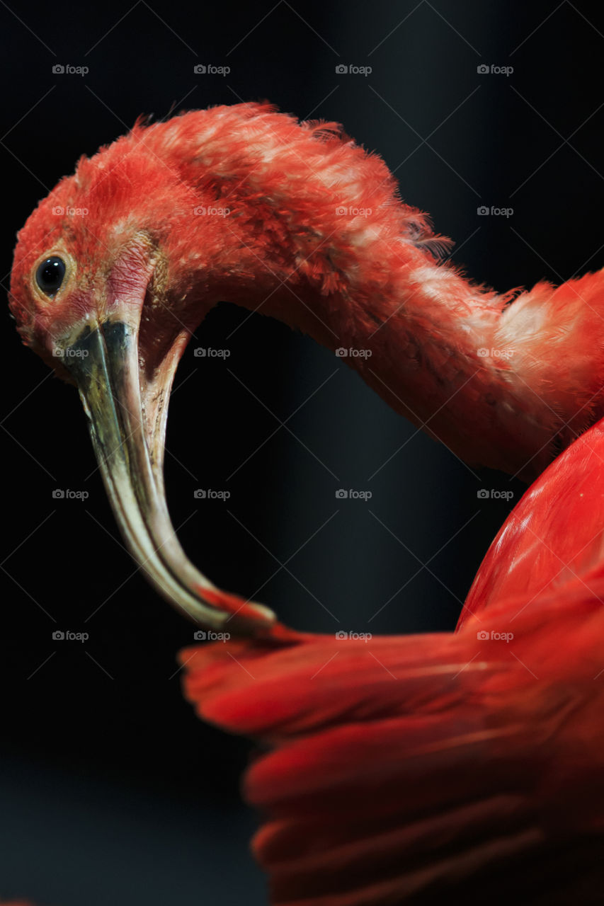 Red bird ibis - preening 
