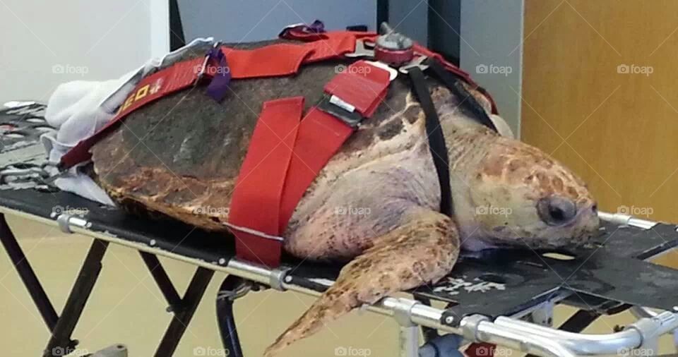Sea Turtle Hospital - Juno Beach, Florida