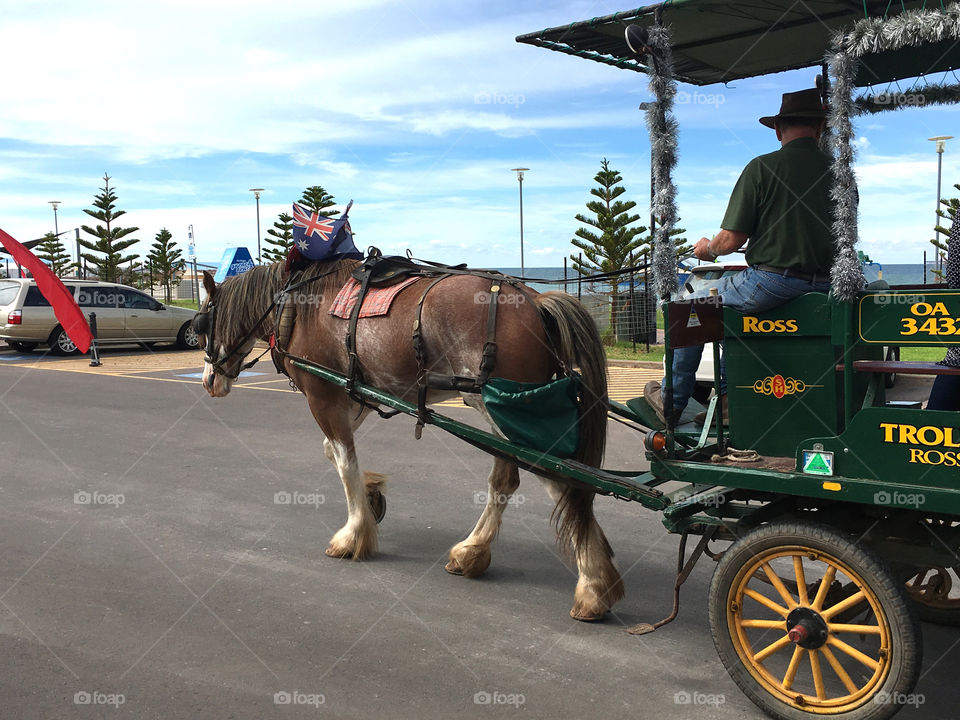 Clydesdale horse pulling a trolley cart