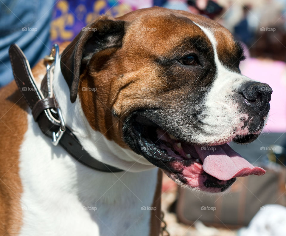 Head shot of a boxer dog, with tongue hanging out on a sunny day