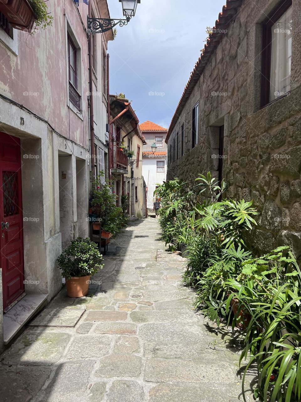 Plants in street in Porto 