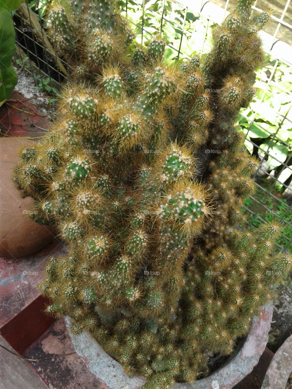 Cactus species