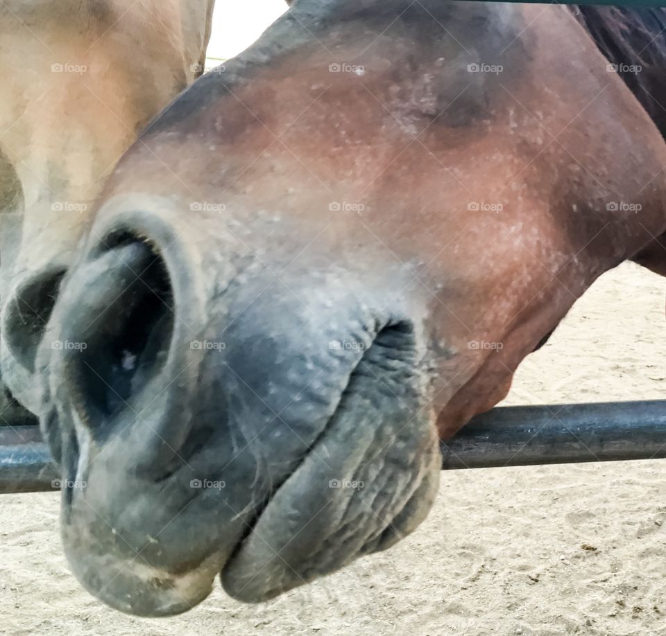 Horse poking head through paddock 