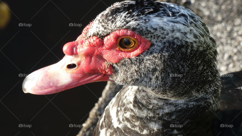 young muscovy duck