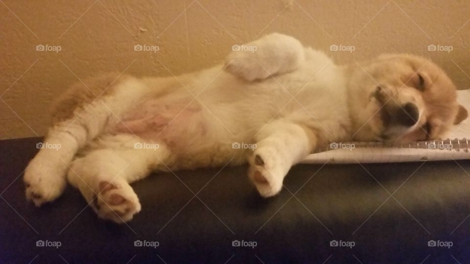 Corgi puppy notebook funny sleepy dog baby puppy