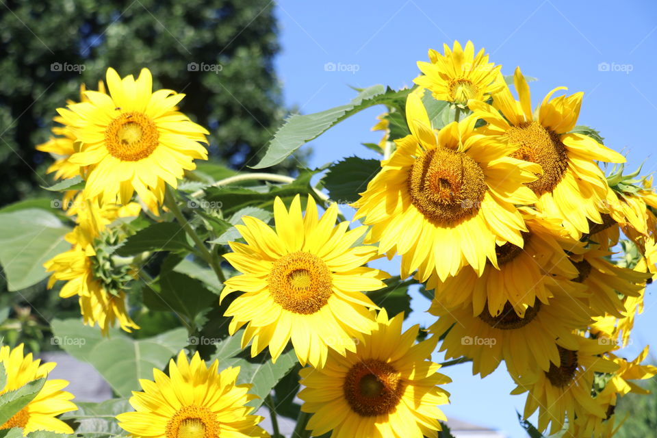 Happy Sunflower