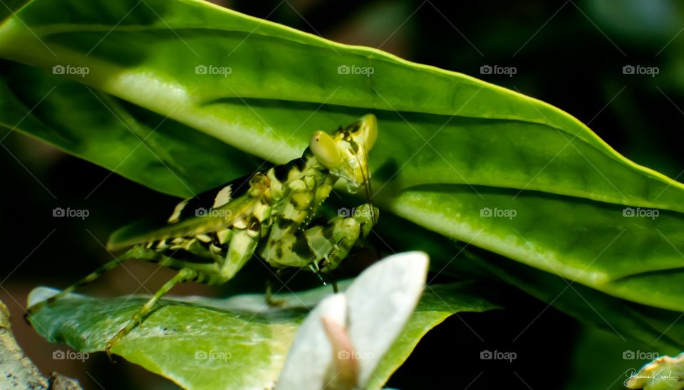 Creobroter gemmatus_Pudu Yeri_Salem, India