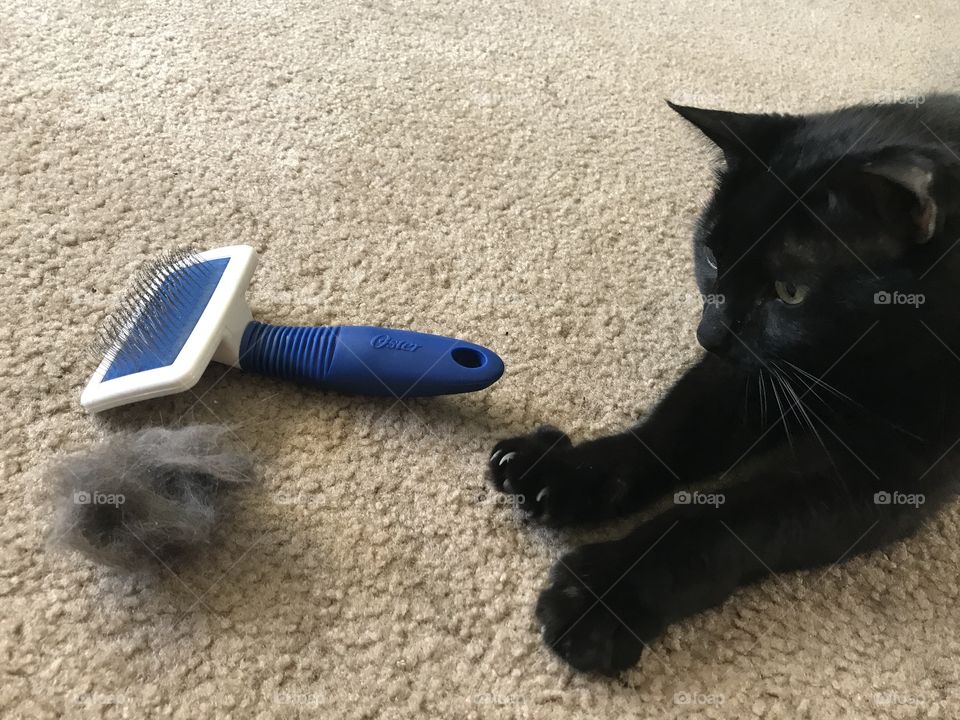 Black cat reaching for hair all and brush