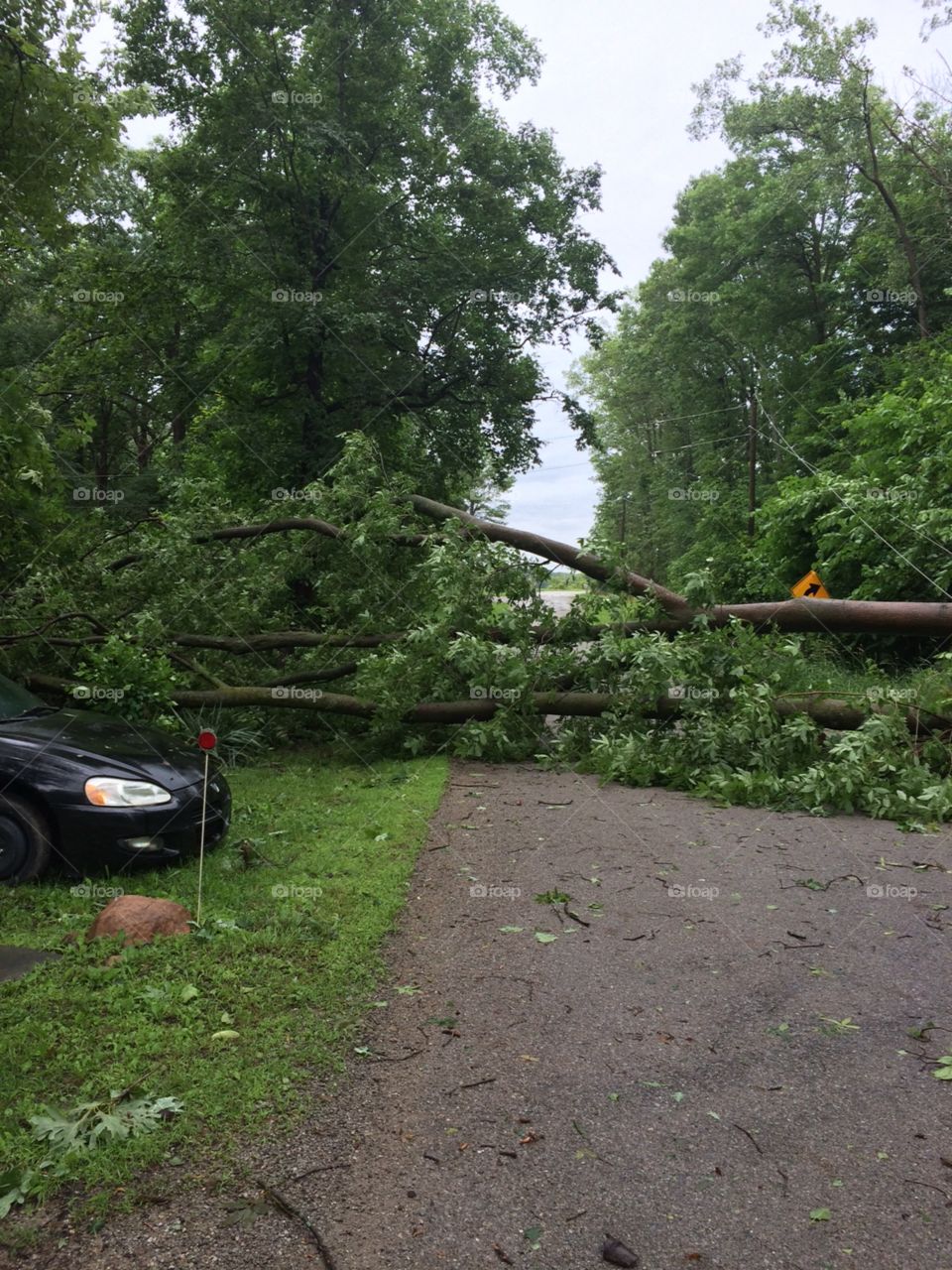 Trees fallen across road after storm