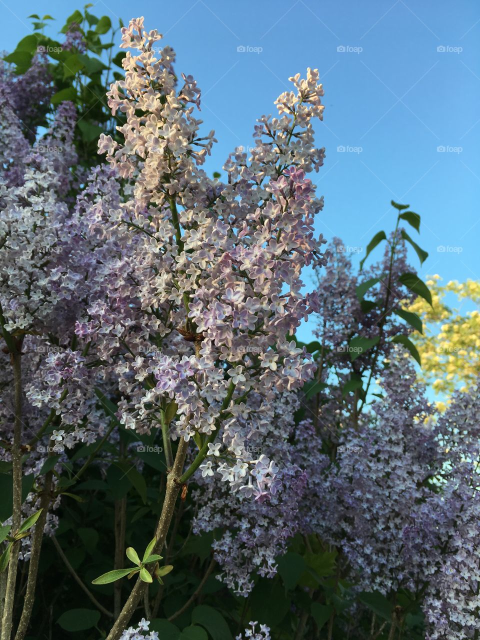 the lilac blossomed